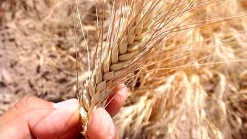 Despliega programas y acciones para impulsar la producción de trigo, segundo cereal más consumido en México