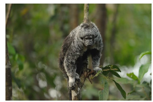 Crisis de deforestación en la Amazonia cae un 30.6% en 2024