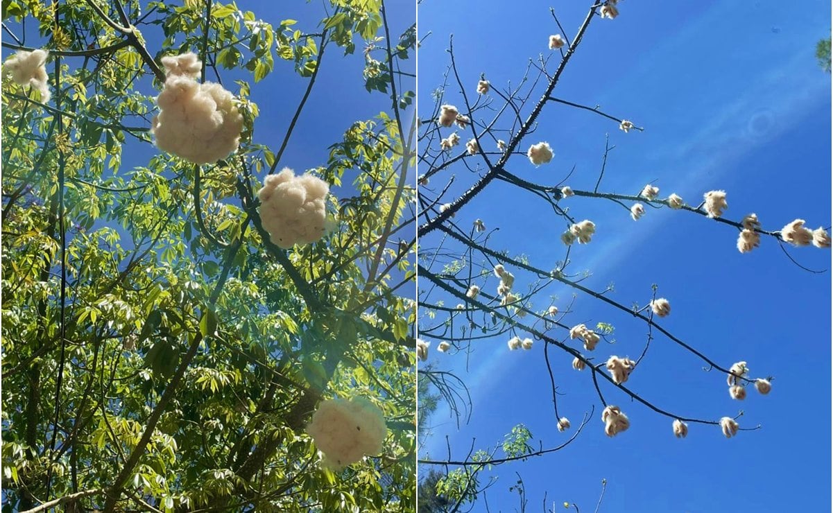 El tesoro oculto de la Alameda: el árbol de algodón que cautiva a San Luis Potosí